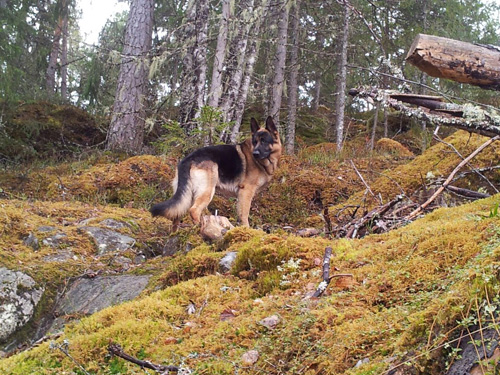 Kennel Finsøgaard ønsker alle en god jul og et godt nyttår