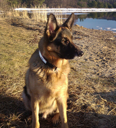 Kennel Finsøgaard ønsker alle en god jul og et godt nyttår